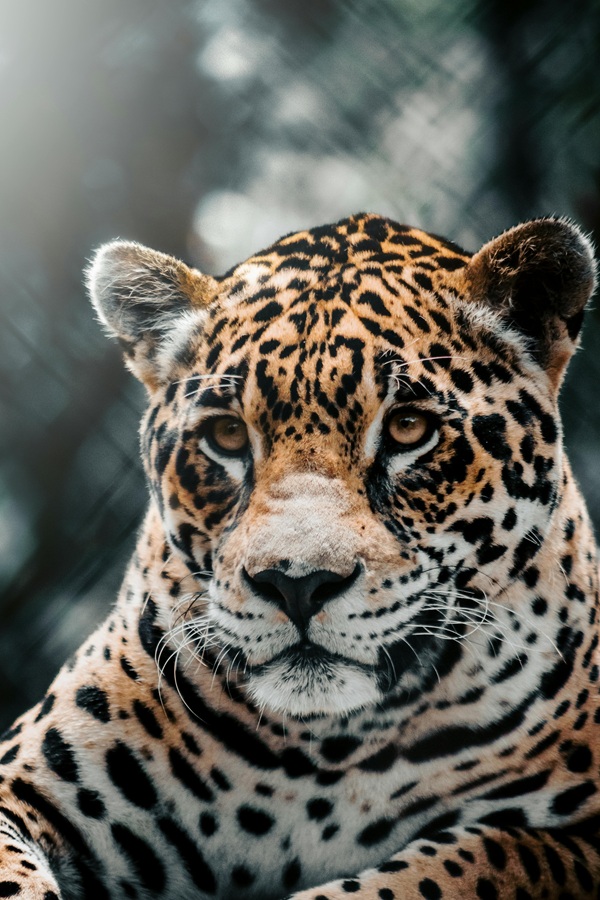 onça-pantanal-brazil