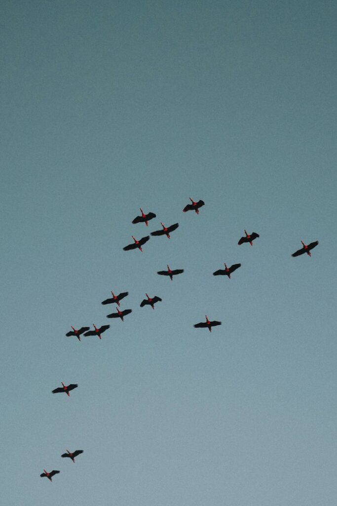 Le vol des ibis rouges dans le Delta du Parnaíba Le vol des ibis rouges dans le Delta du Parnaíba