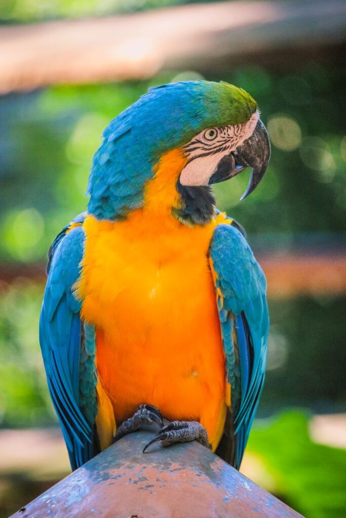 Close-up of a colorful Blue and Yellow Macaw perched in Foz do Iguaçu, Brazil.