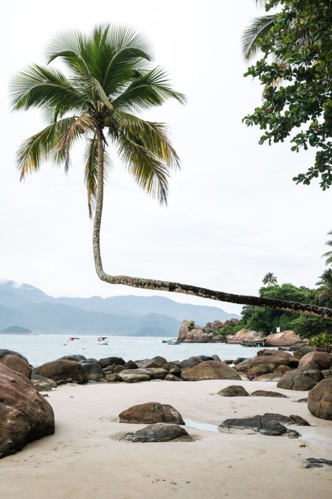 pexels-photo-21630946-21630946 Experience a tranquil tropical beach with a unique leaning palm tree and rocky shoreline, perfect for a summer getaway.