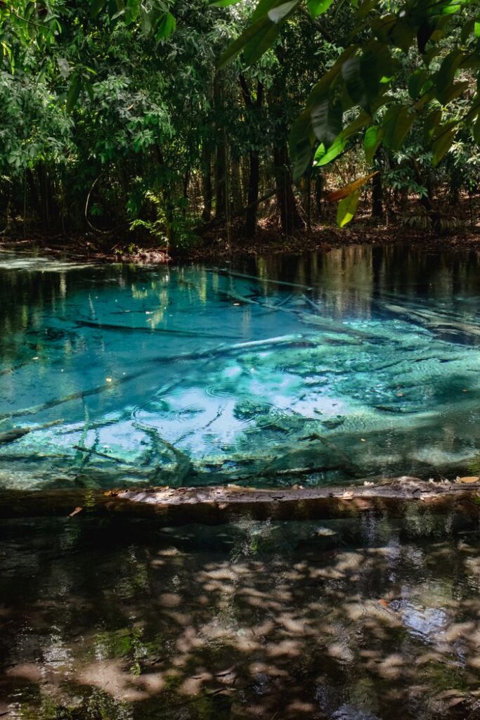 A tranquil clear natural pool surrounded by dense forest foliage, reflecting sunlight.