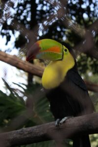 Toucan toco et aras dans les volières d'immersion du Parque das Aves à Foz do Iguaçu