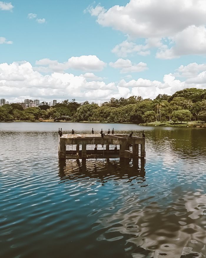Peaceful lake scene in Ibirapuera Park, São Paulo, with birds perched on a wooden platform