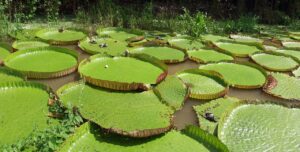 water lilies, giant, amazonia, victoria, waterlily, float, large, round, amazonica, leaf, flora, huge, amazonia, amazonia, amazonia, amazonia, amazonia