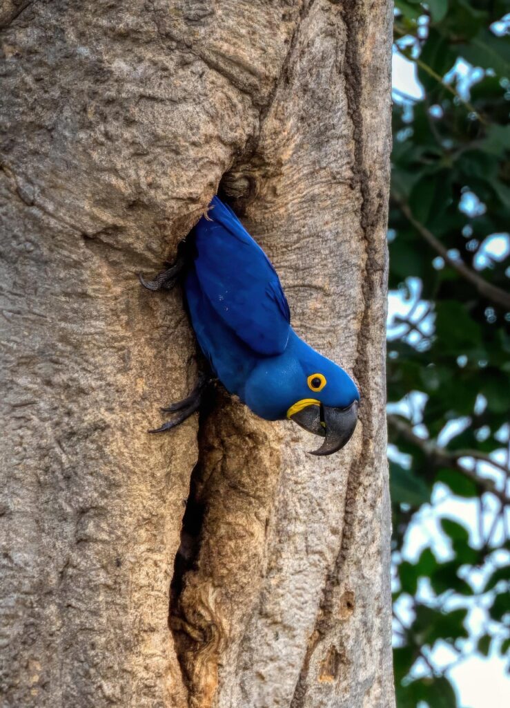 bird, parrot, blue, ornithology, anodorhynchus hyacinthinus, hyacinthara, newworld parrot, south america, blauara, pantanal
