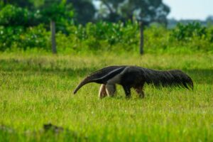 A giant anteater explores a verdant grassland, showcasing its unique features in this vivid wildlife scene.