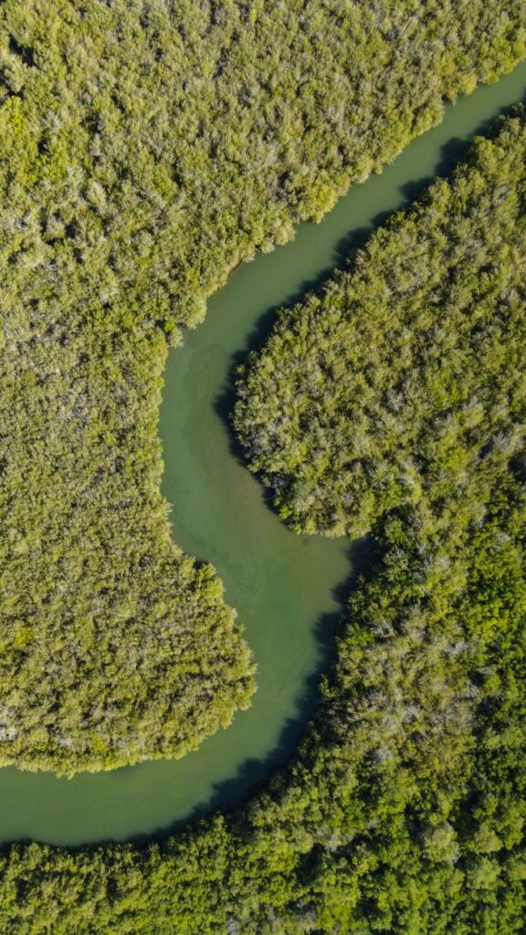 Explore a winding river surrounded by dense mangrove forests, captured from above.
