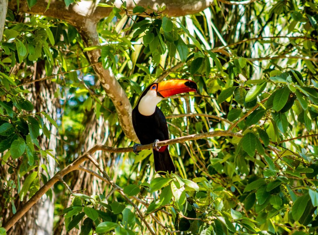 Toco toucan perched amidst lush Brazilian foliage, showcasing its vibrant beak.