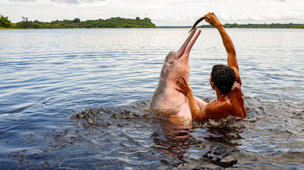 A man engages with a pink river dolphin in the Amazon River, Brazil.